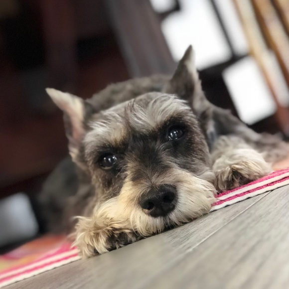 Meet your Posher, Bee - Picture 2 of 4